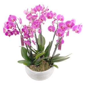 Terrine de 3 orchidées fuchsia