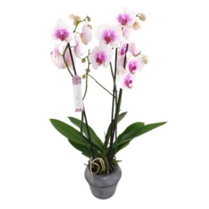 Orchidée blanche coeur pink