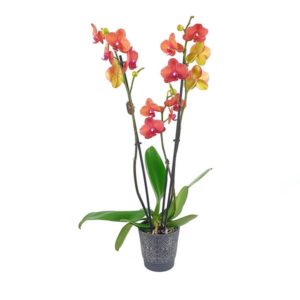 Orchidée orange