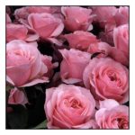 VIP Roses - Mademoiselle
