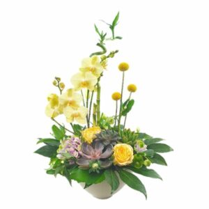 Coupe d'orchidées Luxe