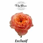VIP Roses - Kensington Gardens