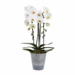 Orchidée cascade blanche