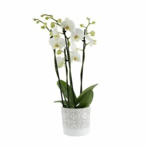 Orchidée blanche