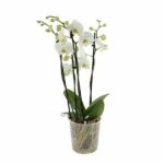Orchidée blanche