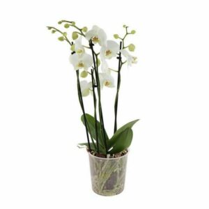 Orchidée blanche