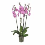 Orchidée rose