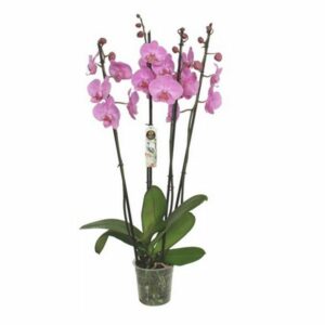 Orchidée rose