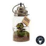 Terrarium lumineux (Decorum Concepts)