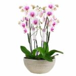 Terrine de 2 orchidées blanche cœur pink