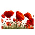 Carte Coquelicot