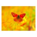 Carte Papillon
