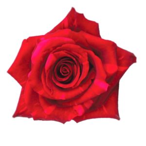 EXCLU : ROSE ROUGE