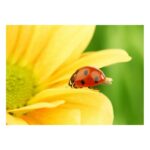 Carte Coccinelle