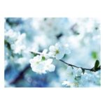Carte Fleurs blanches
