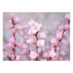 Carte Fleurs roses